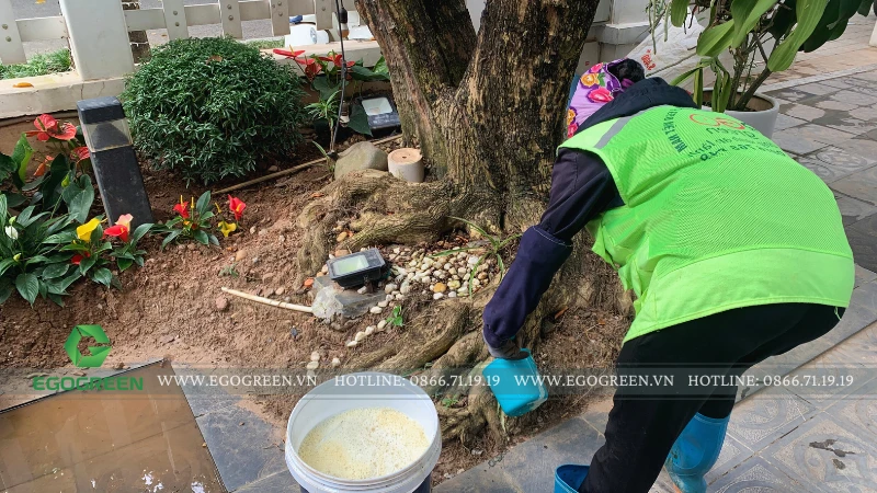 Top 5 sản phẩm sinh học giúp cây phục hồi nhanh